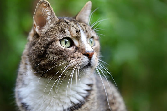 6 Tips for Keeping Your Cat Cool & Healthy During Hot Weather
