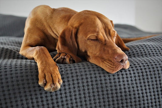 Signs Your Dog is Overheated