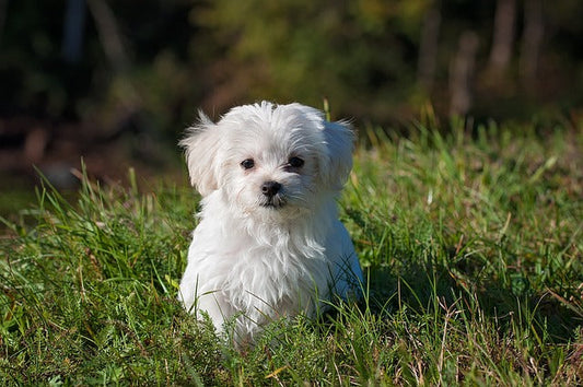 3 Tips for Keeping Your Dog Safe & Healthy During Hot Weather