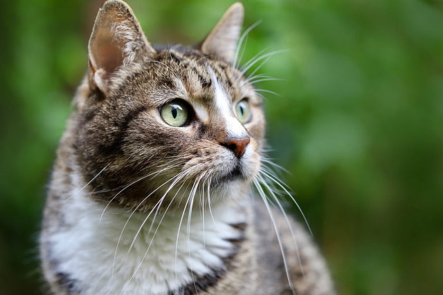 6 Tips for Keeping Your Cat Cool &amp; Healthy During Hot Weather