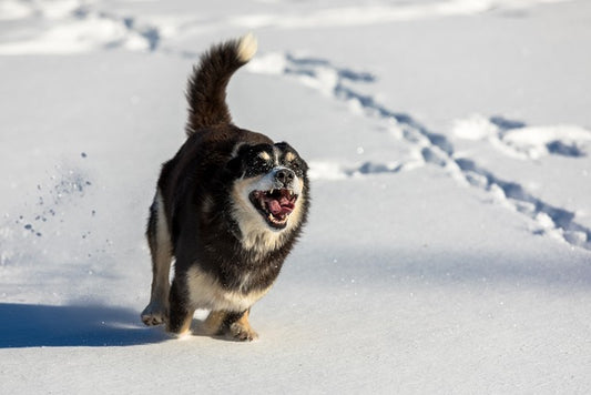 4 Tips for Keeping Pets Safe in Winter Months