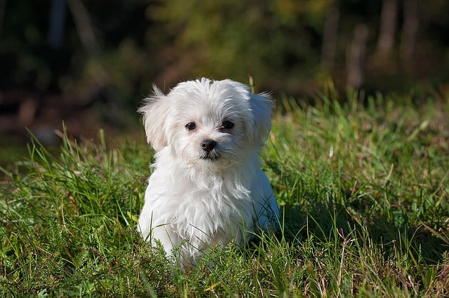 3  Tips for Keeping Your Dog Safe & Healthy During Hot Weather